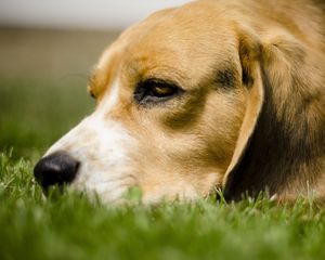 Preview wallpaper dog, grass, anticipation, eyes, face