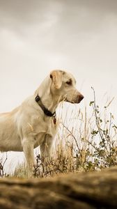 Preview wallpaper dog, grass, background, labrador