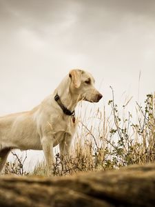 Preview wallpaper dog, grass, background, labrador