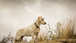 Preview wallpaper dog, grass, background, labrador