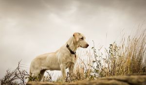 Preview wallpaper dog, grass, background, labrador