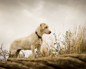 Preview wallpaper dog, grass, background, labrador