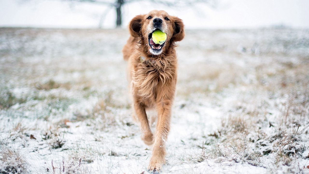 Wallpaper dog, grass, ball, playful, running