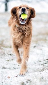 Preview wallpaper dog, grass, ball, playful, running