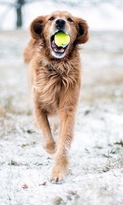 Preview wallpaper dog, grass, ball, playful, running