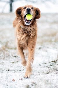 Preview wallpaper dog, grass, ball, playful, running