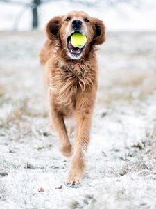 Preview wallpaper dog, grass, ball, playful, running