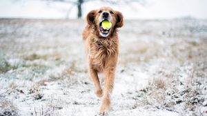 Preview wallpaper dog, grass, ball, playful, running