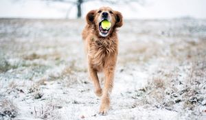 Preview wallpaper dog, grass, ball, playful, running