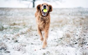 Preview wallpaper dog, grass, ball, playful, running