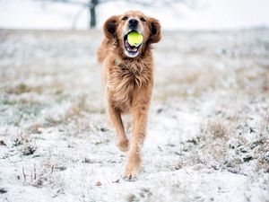 Preview wallpaper dog, grass, ball, playful, running