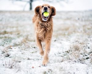 Preview wallpaper dog, grass, ball, playful, running