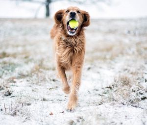 Preview wallpaper dog, grass, ball, playful, running