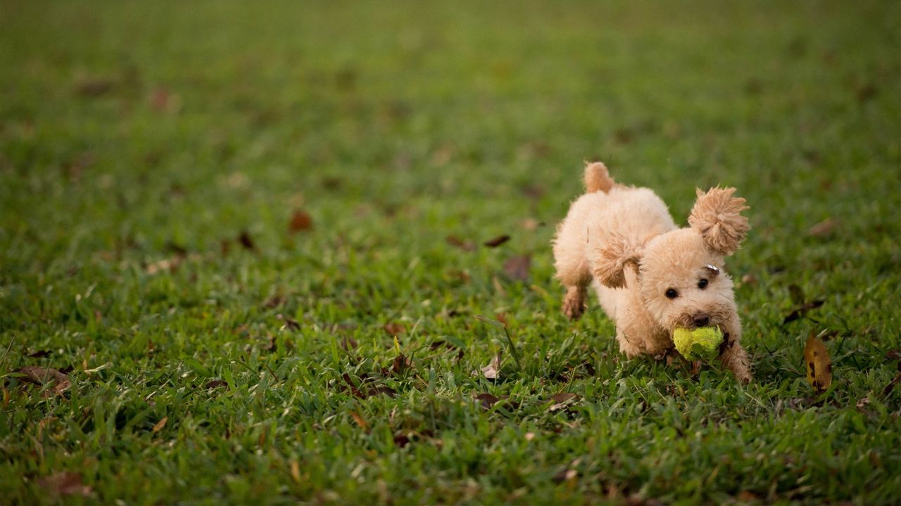 Wallpaper dog, grass, ball, toy