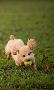 Preview wallpaper dog, grass, ball, toy