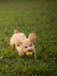 Preview wallpaper dog, grass, ball, toy