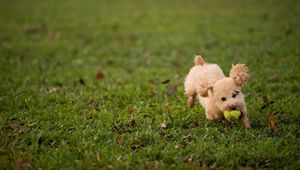 Preview wallpaper dog, grass, ball, toy