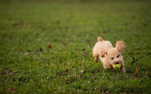 Preview wallpaper dog, grass, ball, toy