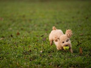 Preview wallpaper dog, grass, ball, toy