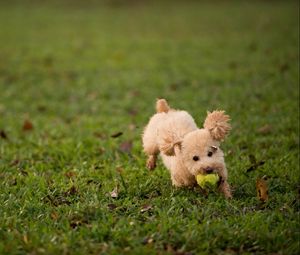 Preview wallpaper dog, grass, ball, toy