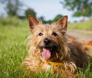 Preview wallpaper dog, grass, face, lie