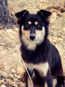 Preview wallpaper dog, grass, fall, park, walk, spotted