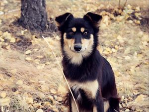 Preview wallpaper dog, grass, fall, park, walk, spotted