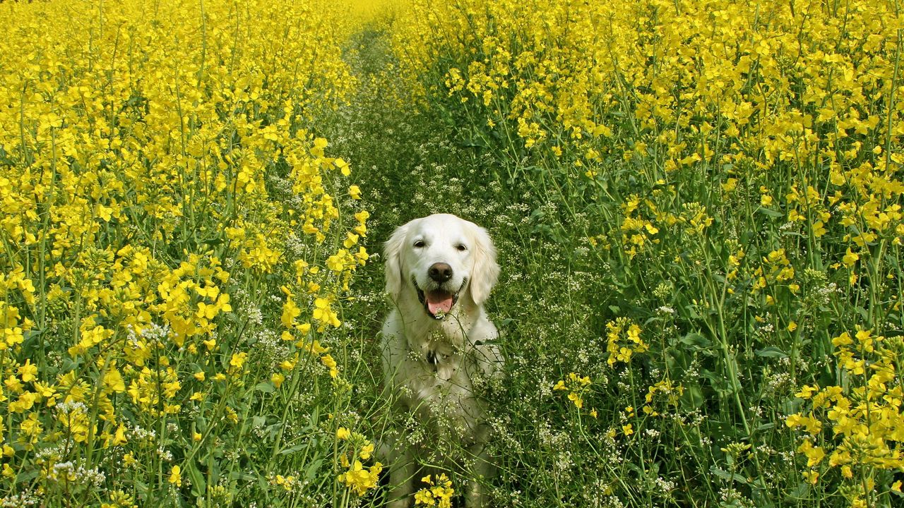 Wallpaper dog, grass, field, flowers