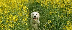 Preview wallpaper dog, grass, field, flowers