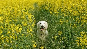 Preview wallpaper dog, grass, field, flowers