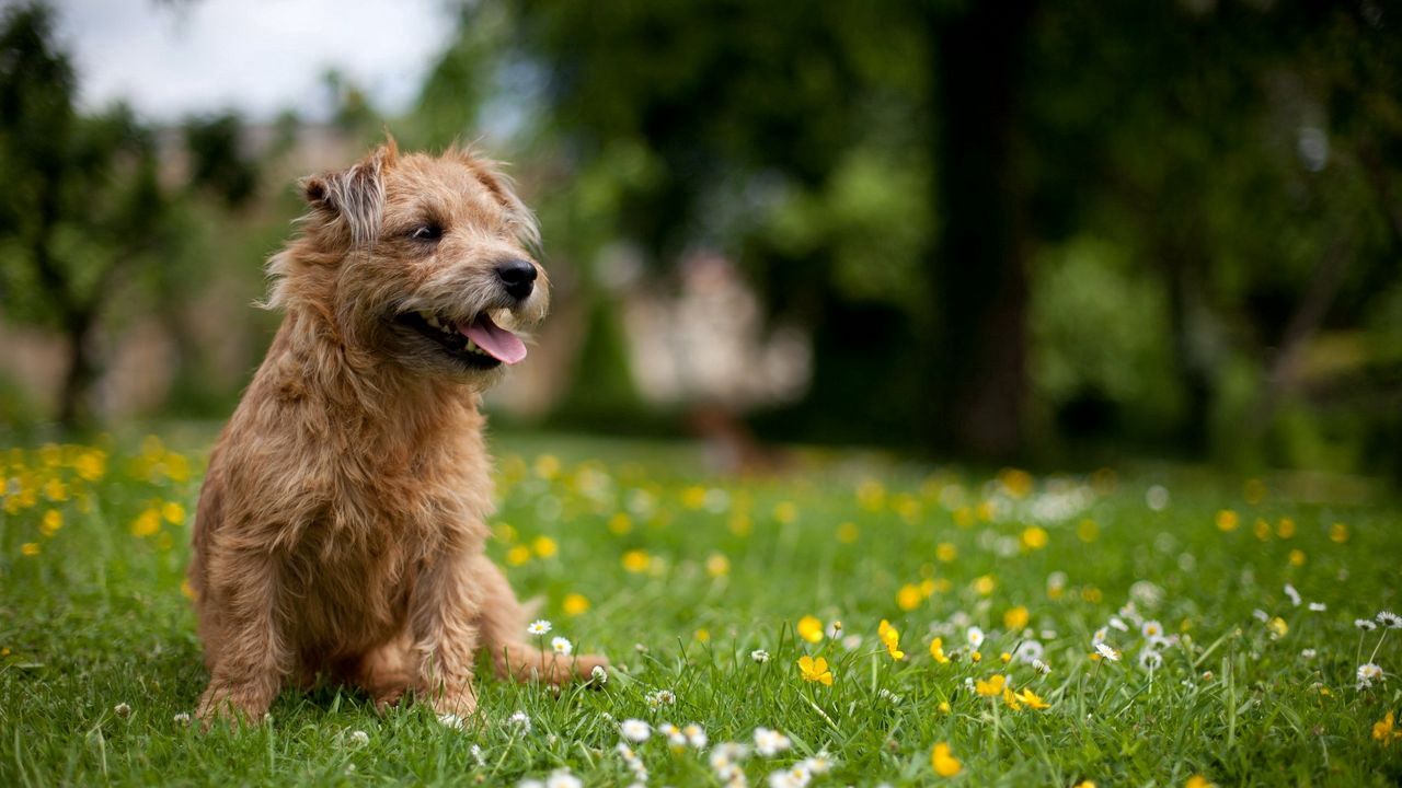 Wallpaper dog, grass, flowers, meadow