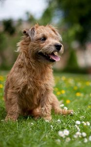 Preview wallpaper dog, grass, flowers, meadow