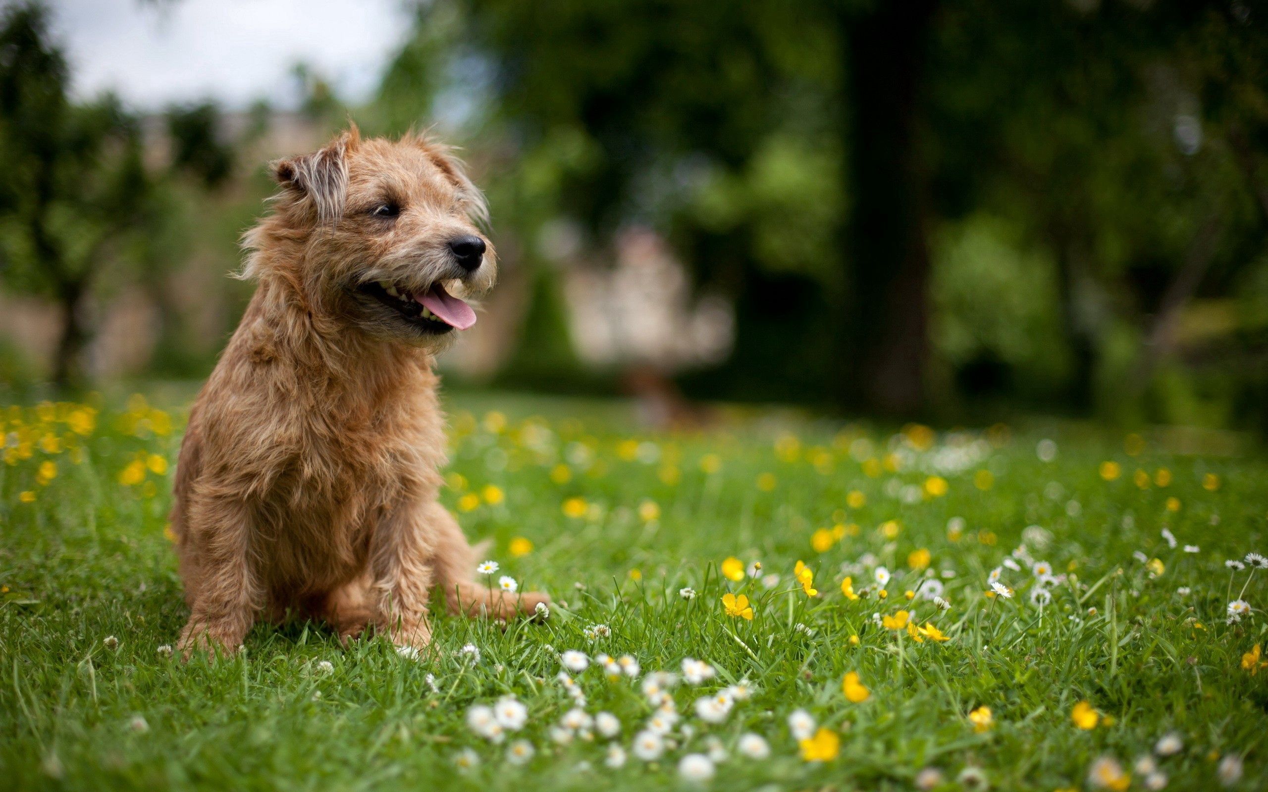 Download wallpaper 2560x1600 dog, grass, flowers, meadow hd background