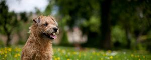 Preview wallpaper dog, grass, flowers, meadow