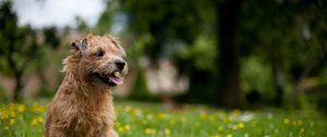 Preview wallpaper dog, grass, flowers, meadow