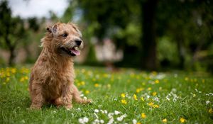 Preview wallpaper dog, grass, flowers, meadow