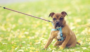 Preview wallpaper dog, grass, flowers, field