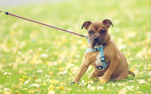 Preview wallpaper dog, grass, flowers, field