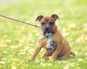 Preview wallpaper dog, grass, flowers, field