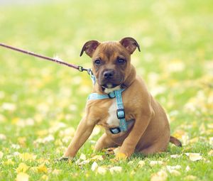 Preview wallpaper dog, grass, flowers, field