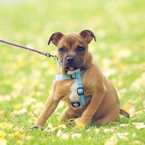 Preview wallpaper dog, grass, flowers, field