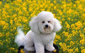 Preview wallpaper dog, grass, flowers, poodle