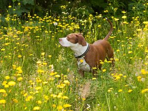 Preview wallpaper dog, grass, flowers