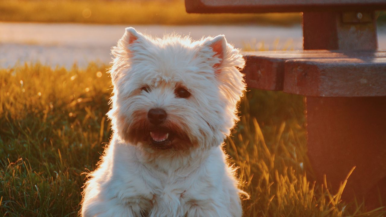 Wallpaper dog, grass, fluffy