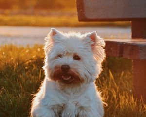 Preview wallpaper dog, grass, fluffy