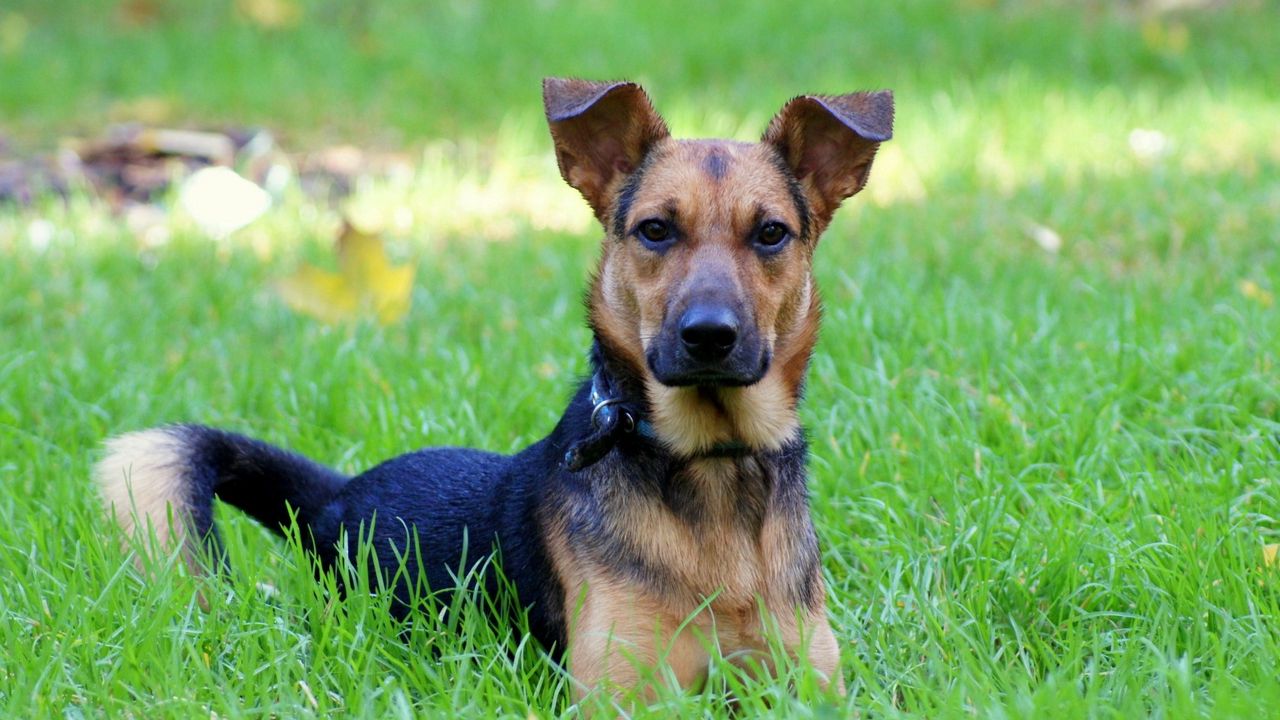 Wallpaper dog, grass, green, spring, friend, loyalty