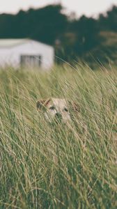 Preview wallpaper dog, grass, head, pet