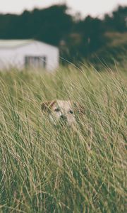Preview wallpaper dog, grass, head, pet