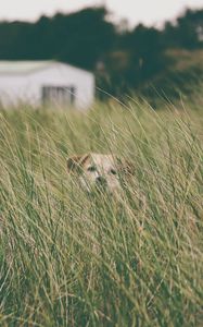 Preview wallpaper dog, grass, head, pet