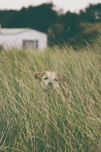 Preview wallpaper dog, grass, head, pet